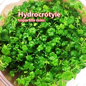 Hydrocrotyle tripartita mini